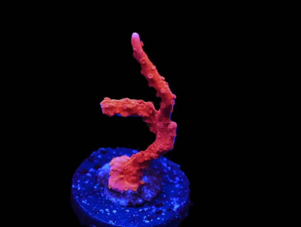 SDC Firestarter Hirsuta Montipora; Cultured – Montipora sp - Corals