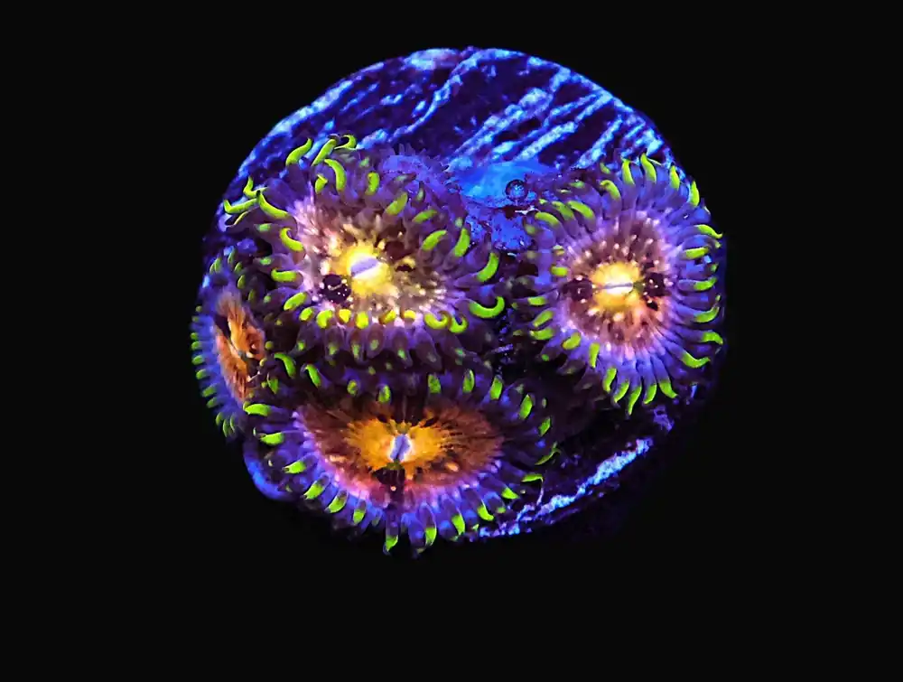 SDC Nirvana Zoa/Paly; Cultured – Zoanthid sp - Corals