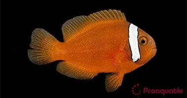 Tomato Clownfish Captive-Bred