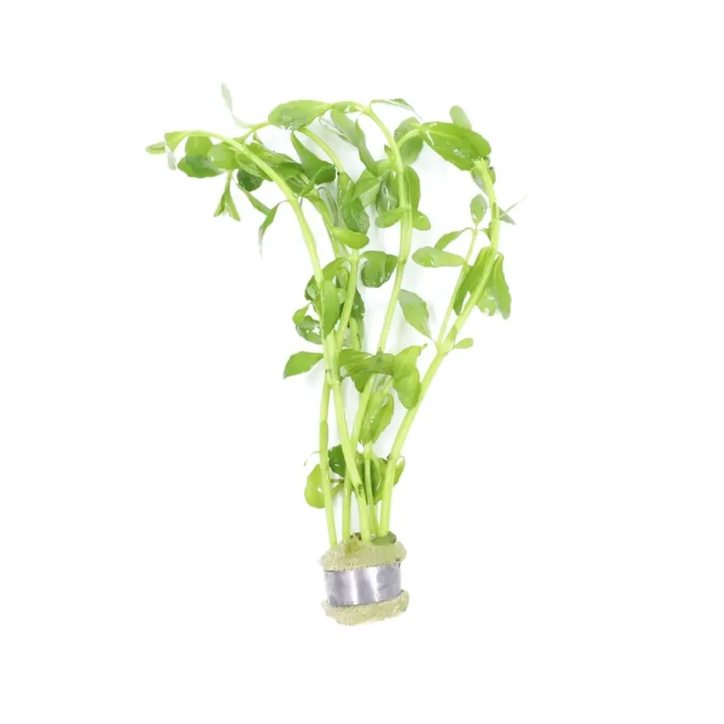 Bacopa monnieri Moneywort - Maintenance & Accessories