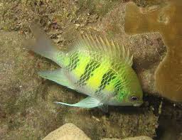 Staghorn Damsel – Amblyglyphidodon curacao - Fish
