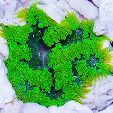Flower Anemone; Super Green; Florida – Epicystis crucifer - Invertebrates
