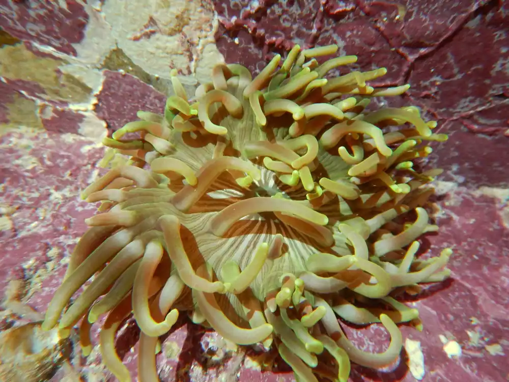 Colored Long Tentacle Anemone; Macrodactyla doreensis - Invertebrates