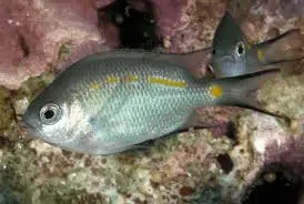 Yellow Lined Chromis Chromis sp. - Fish