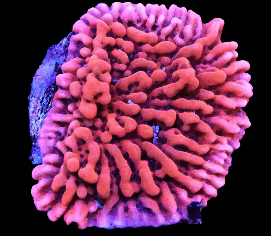 Fairy Tale Montipora; Cultured - Montipora sp.