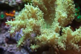 Finger Leather Coral; Hairy Green - Capnella sp. w/scleractinia