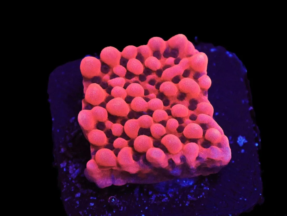 SDC Lava Lamp Montipora; Cultured – Montipora sp - Corals