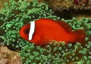 Tomato Clownfish Amphiprion frenatus