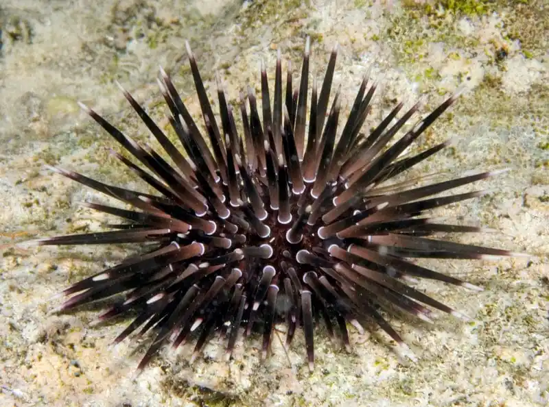 Short Black Urchin – Pseudoboletia sp. - Invertebrates