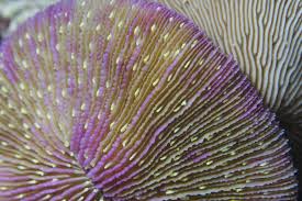 Colored Fungia Coral; Fiji - Fungia sp.