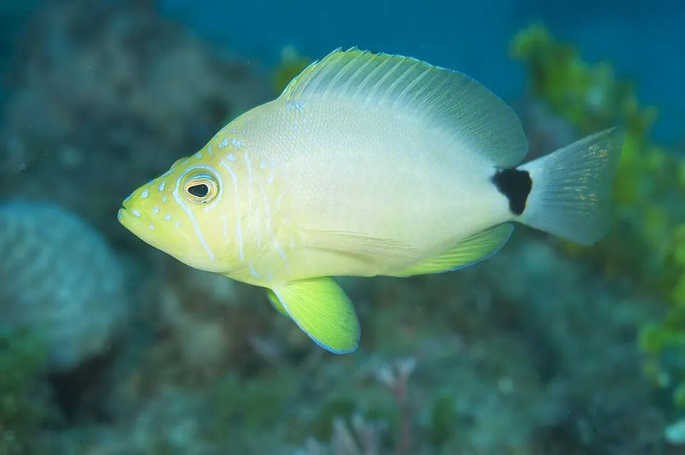 Butter Hamlet; Atl. – Hypoplectrus unicolor - Fish