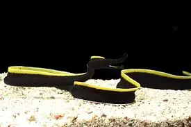 Ribbon Eel; Black - Rhinomuraena quaesita