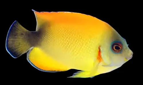 Blacktail Lemonpeel Angelfish Hybrid Centropyge flavissima x vrolicki