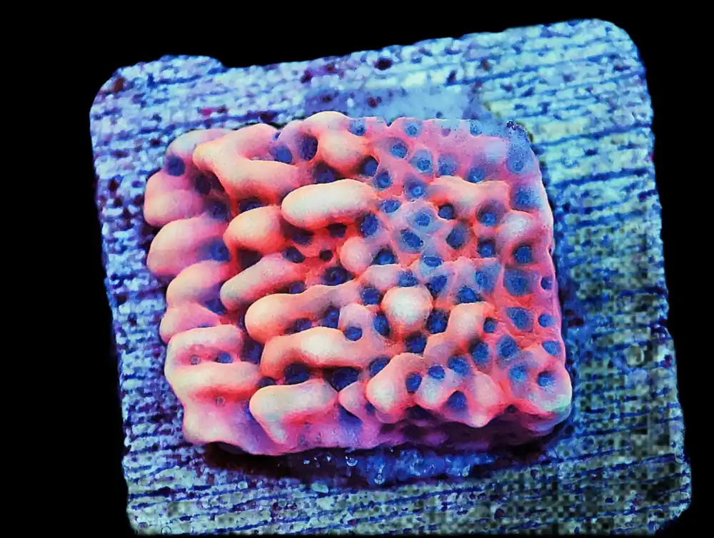 Kung pao Montipora; Cultured - Montipora sp