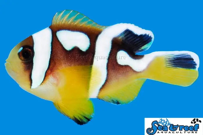 Spotcinctus Clownfish Captive Bred Amphiprion bicinctus