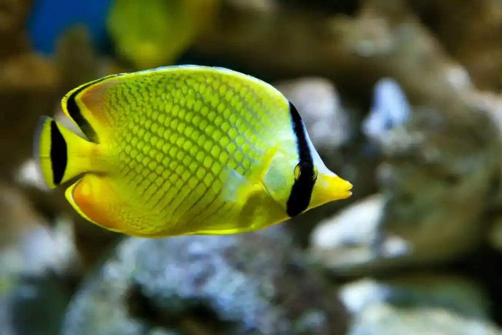Rafflesi Butterflyfish Chaetodon rafflesi