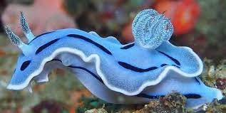 Colored Sea Slug – Chromodoris sp. - Invertebrates