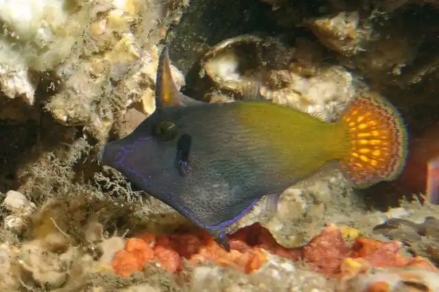 Redtail Filefish Pervagor janthinosoma