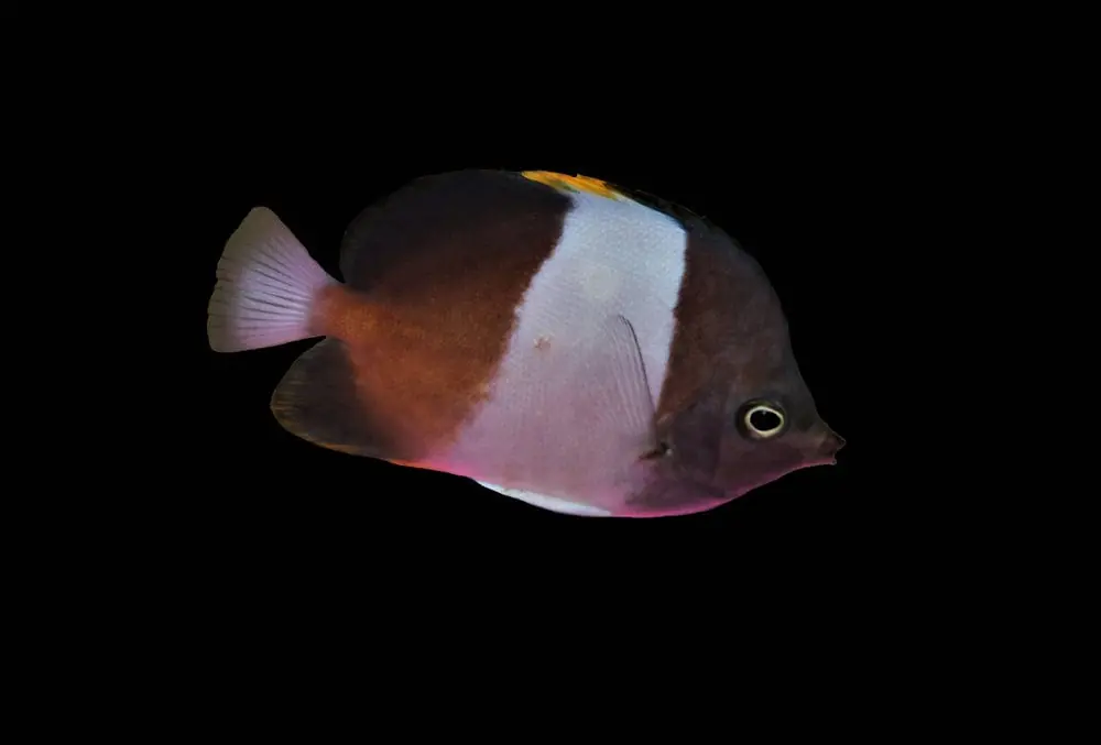 Zoster Butterfly; Black – Hemitaurichthys zoster - Fish
