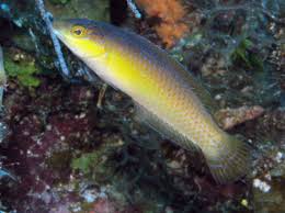 Yellow Head Wrasse; Atl. – Halichoeres garnoti - Fish