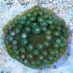 Cup Coral; Green – Turbinaria sp. - Corals