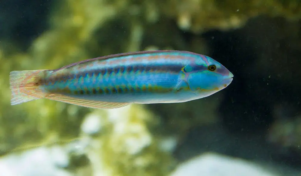 Slippery Dick Wrasse; Atl. - Halichoeres bivittatus