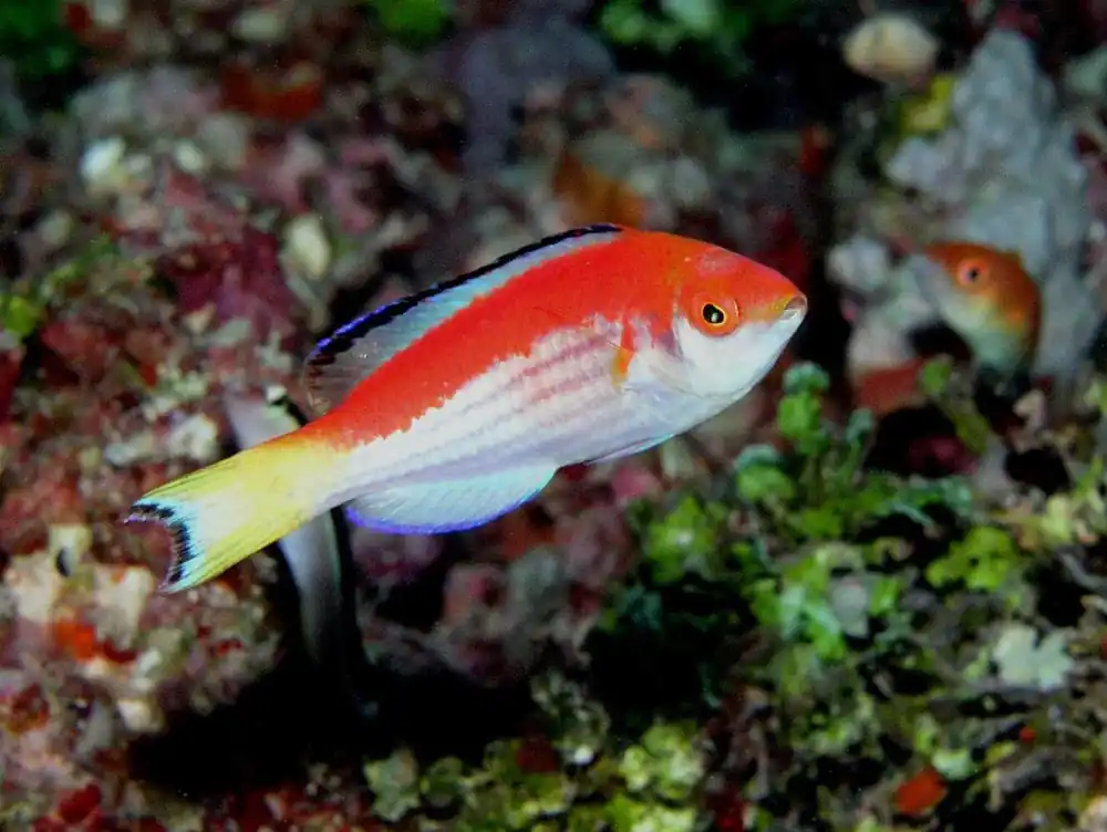 Marjorie Fairy Wrasse; Male – Cirrhilaburs marjorie - Fish