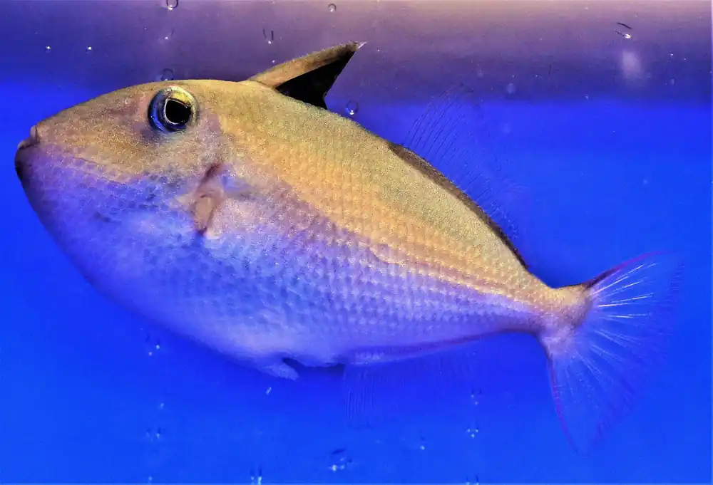 Gold Back Trigger; Juvenile – Xanthichthys caeruleolineatus - Fish