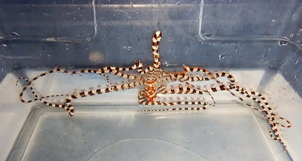 Wunderpus Octopus – Wunderpus photogenicus - Invertebrates