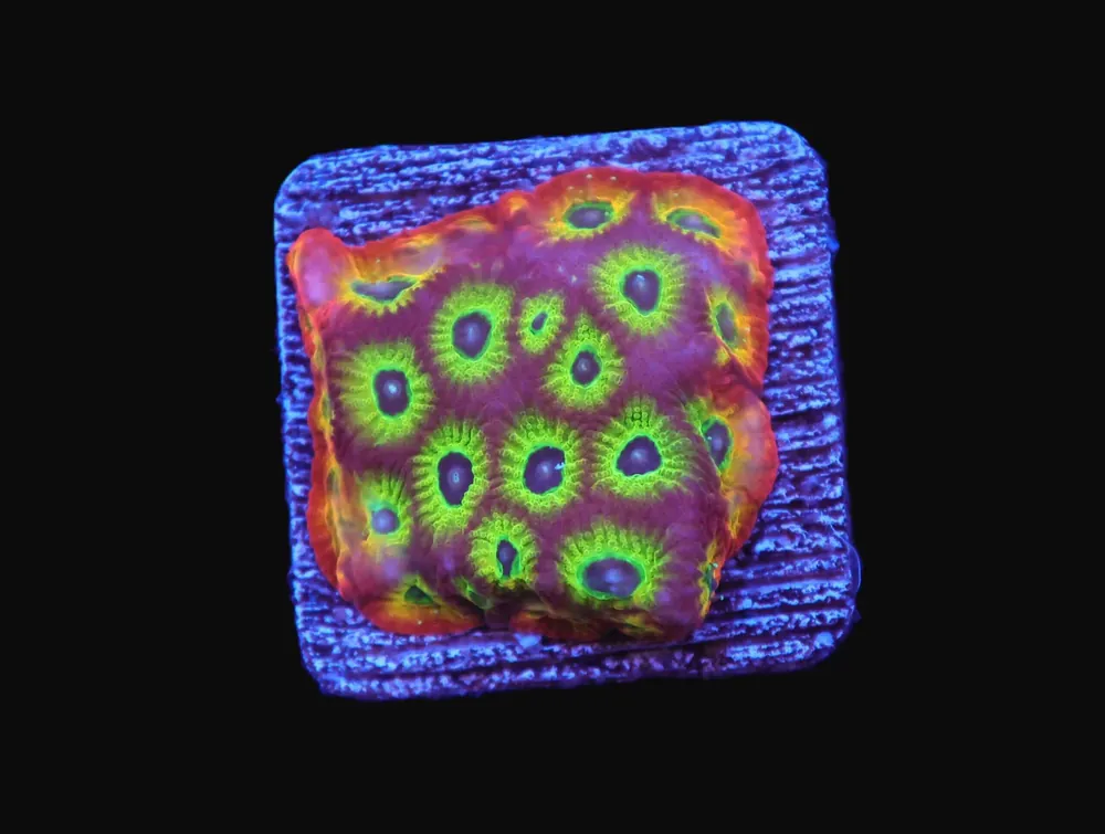Sector 001 Favites Brain; Cultured - Favites sp.