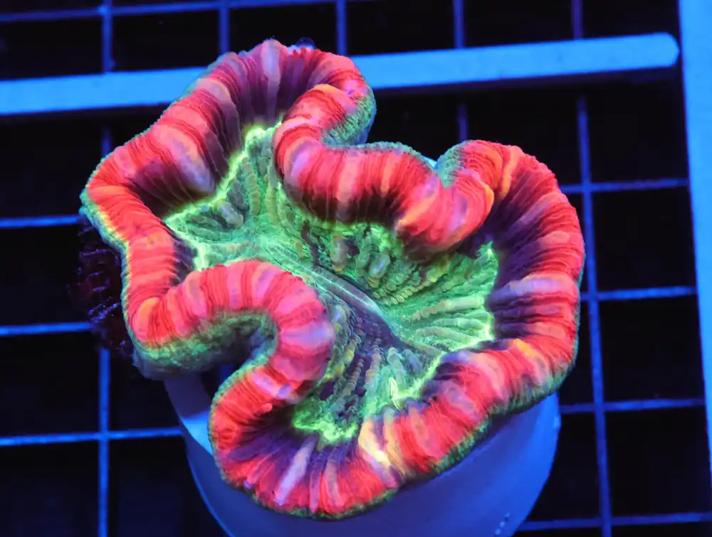 B14 – - Furnace B : Amazing variety of awesome corals every week!