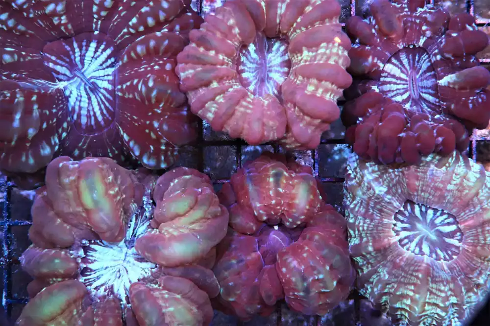 Cynarina Coral; Colored Australia – Cynarina lacrymalis - Corals