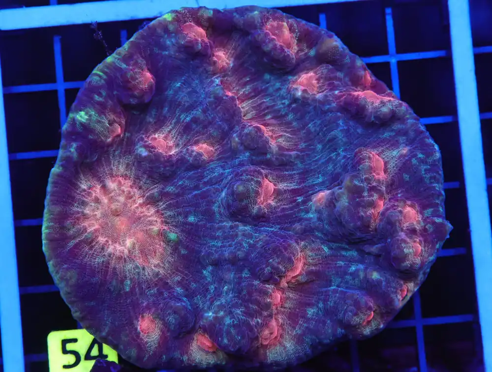 B54 – - Furnace B : Amazing variety of awesome corals every week!