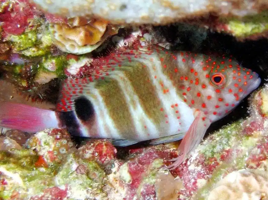 Redspotted Hawkfish; Atl. - Amblycirrhitus pinos