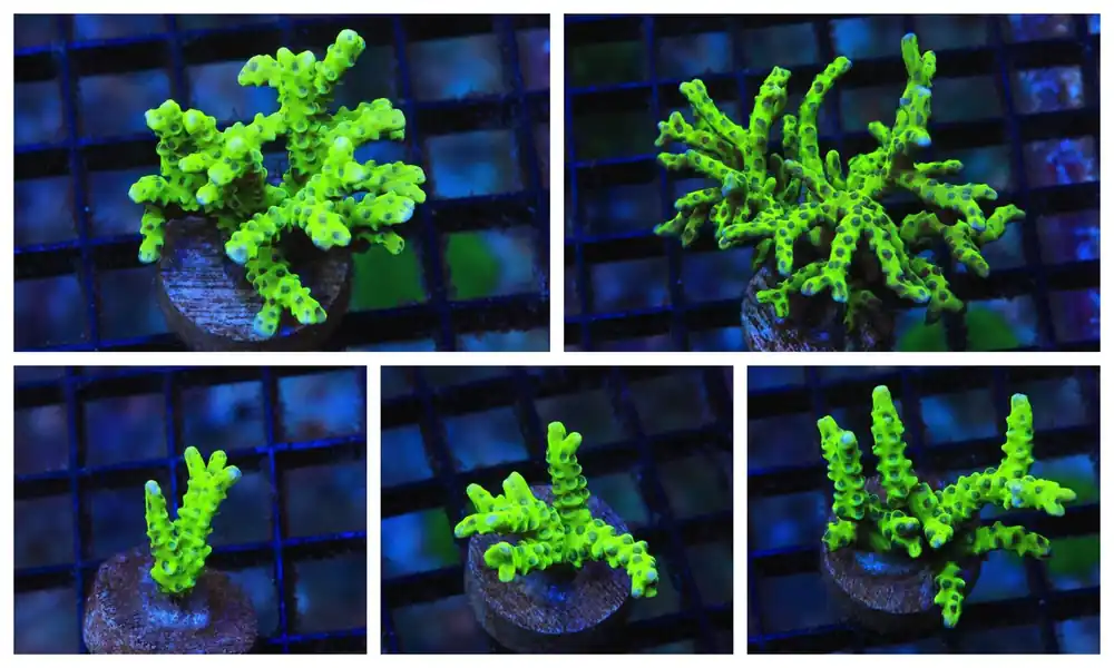 Green Goblin Anacropora; Cultured - Anancropora forbesi