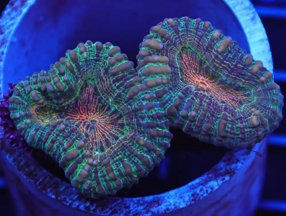 B56 – - Furnace B : Amazing variety of awesome corals every week!
