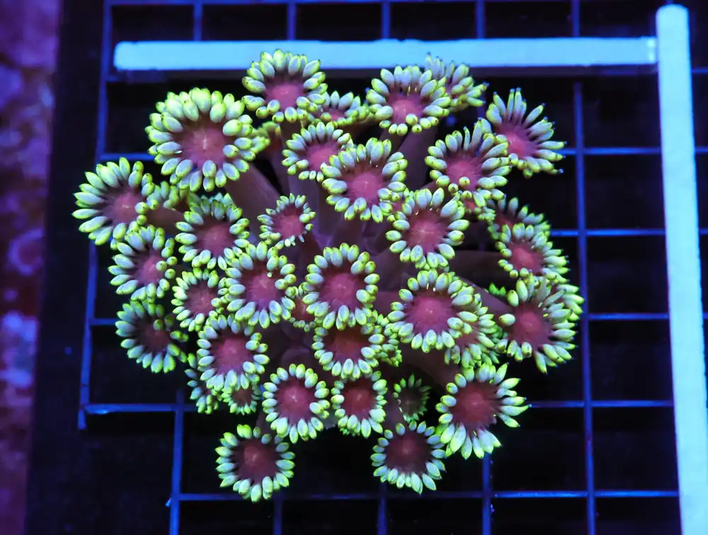 B61 – - Furnace B : Amazing variety of awesome corals every week!