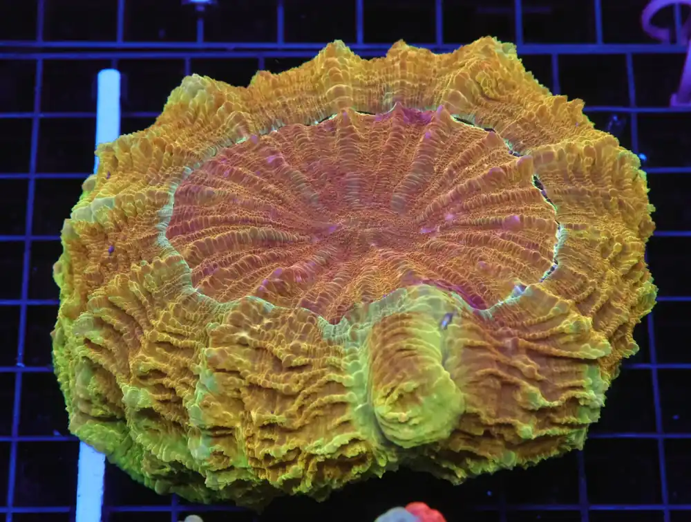 B70 – - Furnace B : Amazing variety of awesome corals every week!