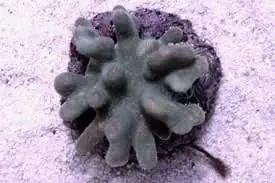 Crown Leather Coral; Green - Lobophytum sp. w/ Scleractinia