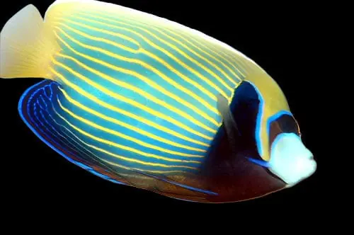 Imperator Angelfish Adult Pomacanthus imperator