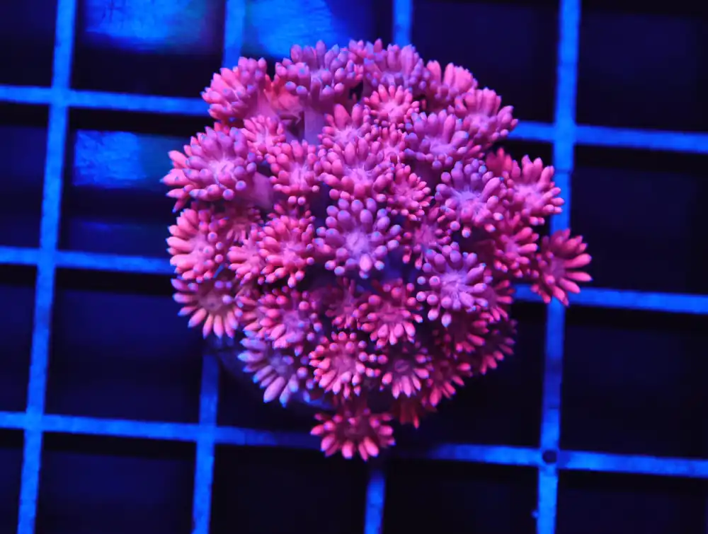 B103 – INDO BARBIES GONIOPORA - Furnace B : Amazing variety of awesome corals every week!