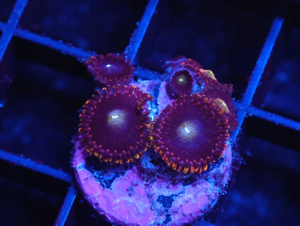 C16 – SDC ANTIMATTER ZOA/PALY (POLYP) - Saltwater