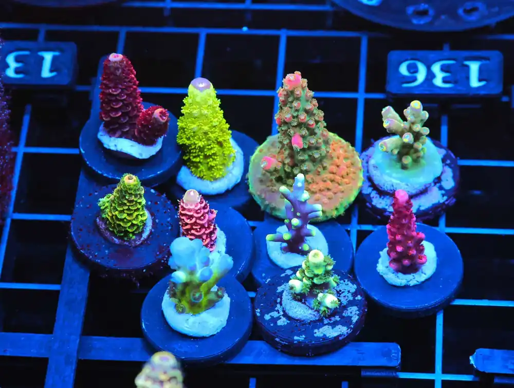 C136 – SDC ACROPORA ASST. PREMIUM - Saltwater