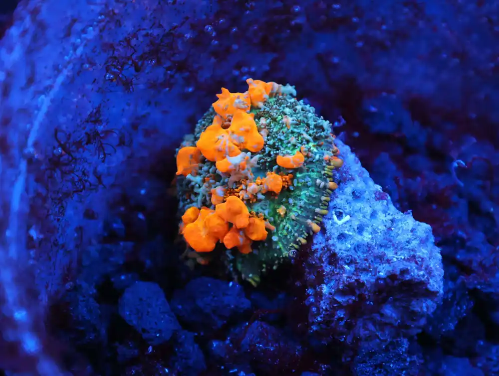 C137 – WWC SUNKIST BOUNCE RHODACTIS - Saltwater