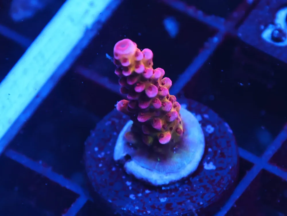C318 – CB MALEFICENT ACRO - Saltwater