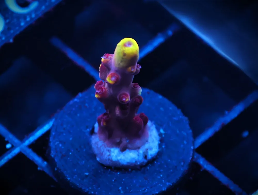 C326 – SDC FOX FLAME ACRO - Saltwater