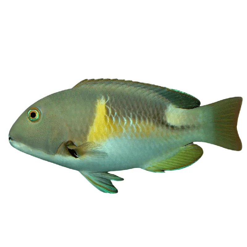 Anchor Tusk Wrasse - Choerodon Anchorago