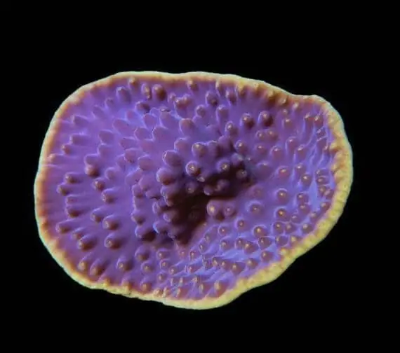 Cup Coral; Lettuce; Yellow; Cultured – Turbinaria sp. - Corals