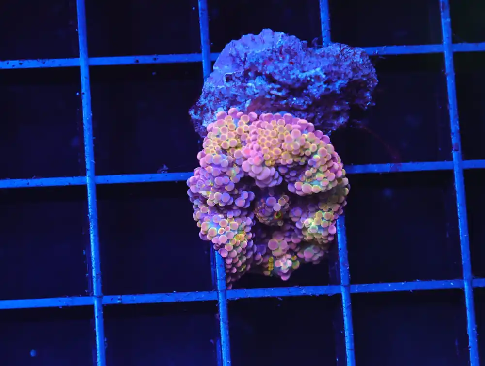 B41 -RAINBOW CONFETTI RICORDEA MUSHROOM