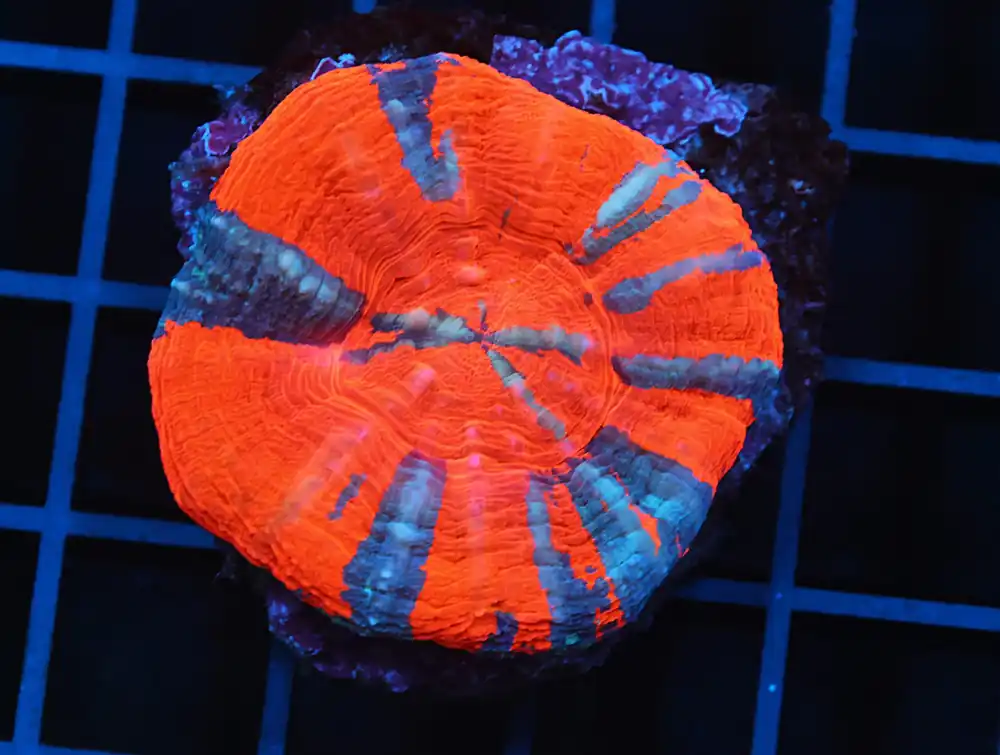 B58 -RAINBOW CONFETTI RICORDEA MUSHROOM